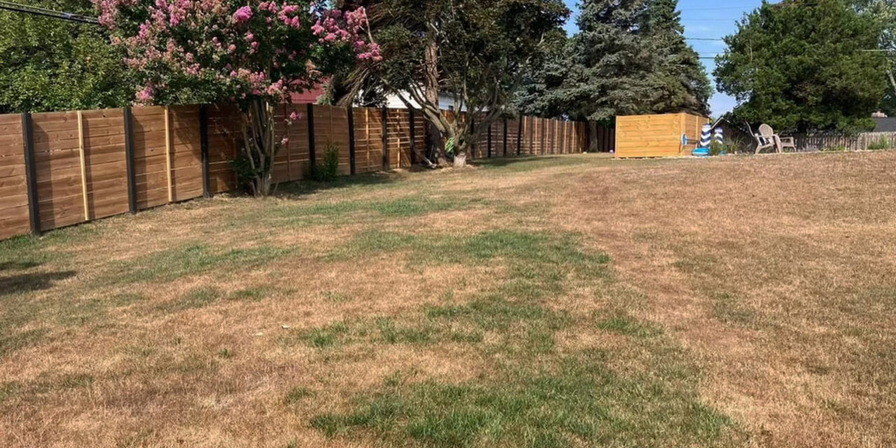 Drought Stress on an Eco-Friendly Lawn  