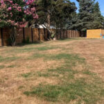 Drought Stress on an Eco-Friendly Lawn  