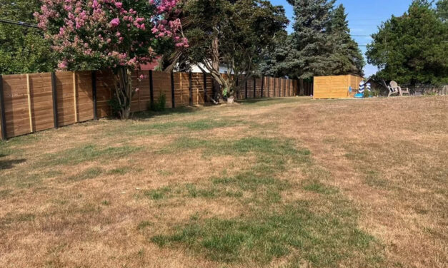 Drought Stress on an Eco-Friendly Lawn  