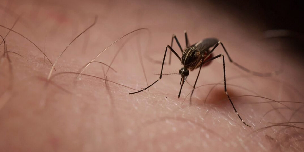 Mosquito-Free and Chemical-Free: Why Not Both?