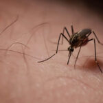 Mosquito-Free and Chemical-Free: Why Not Both?