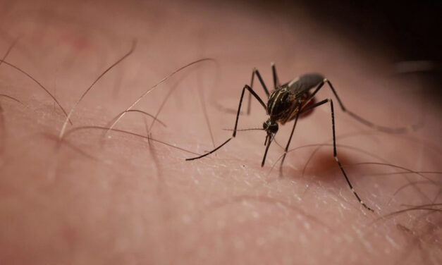 Mosquito-Free and Chemical-Free: Why Not Both?