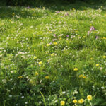 What Weeds Say About Your Lawn