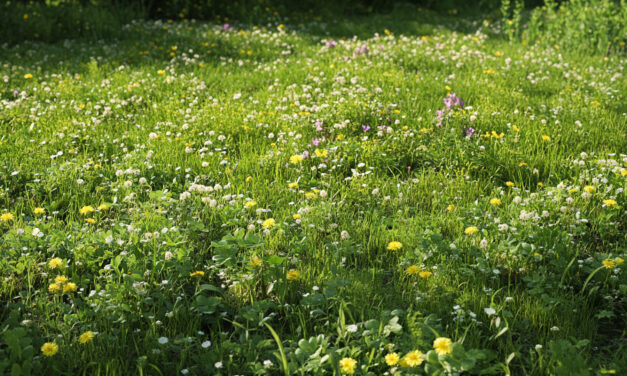 What Weeds Say About Your Lawn